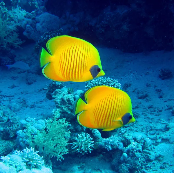 Pesce farfalla mascherato — Foto Stock