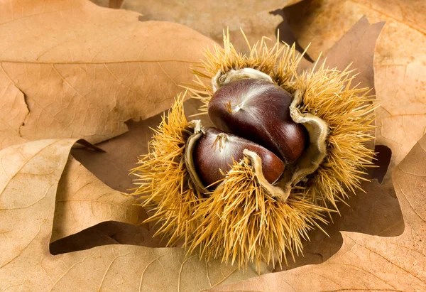 Castanha — Fotografia de Stock