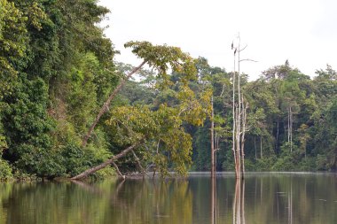 öküz yay Gölü, borneo