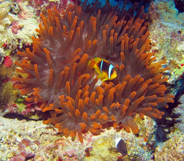 レッド海のピエロ魚 — ストック写真