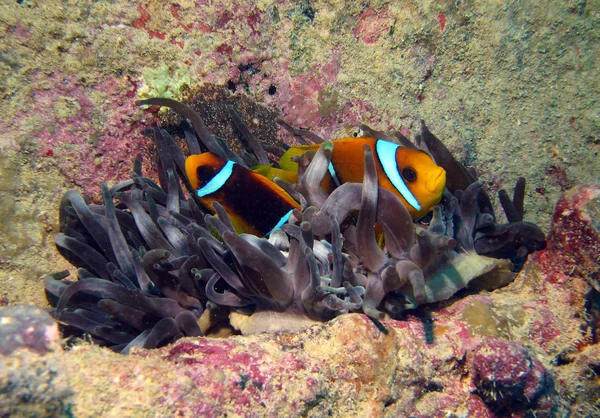 Риби-клоуна Червоного моря — стокове фото