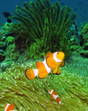 Anemonefish clipart