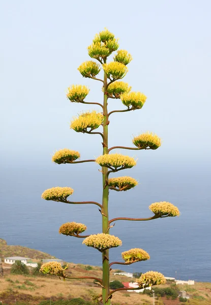 世纪植物或 maguey — 图库照片