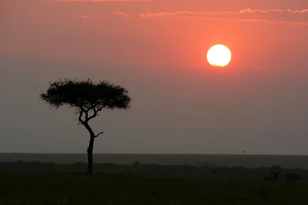 Afrikanischer Sonnenuntergang in Kenia — Stockfoto