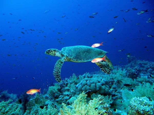 Grön havssköldpadda — Stockfoto