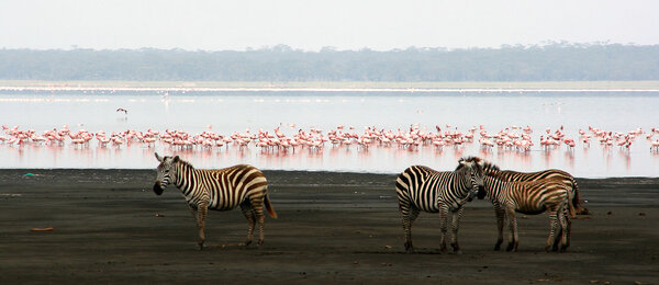 Zebras and flamingos