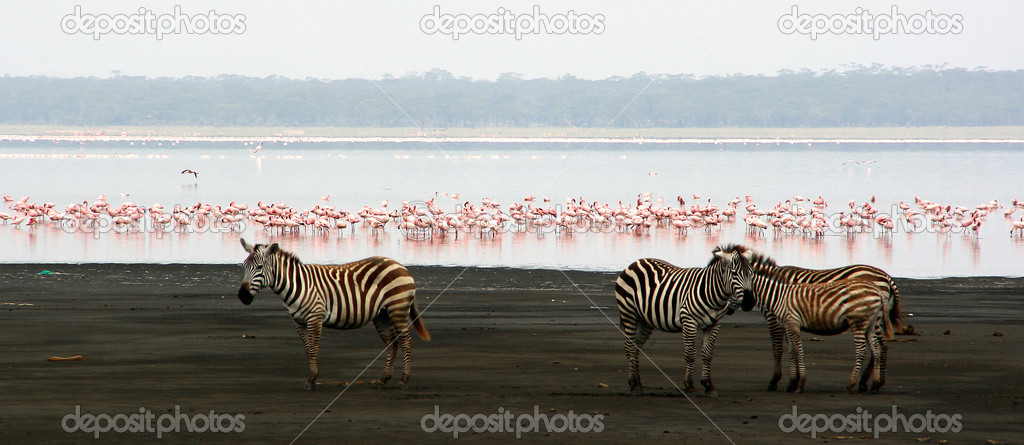 Zebras and flamingos