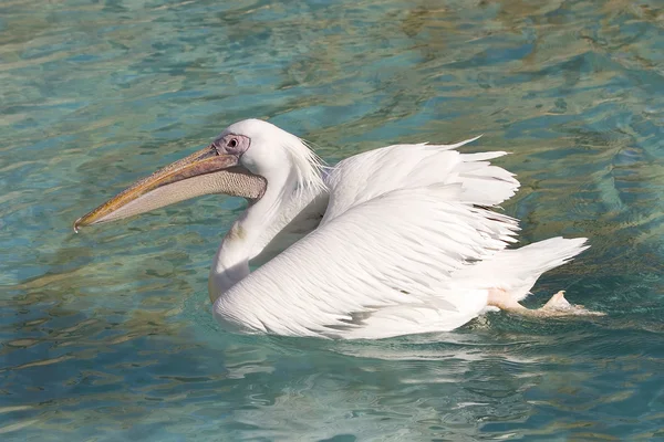 Pelican — Fotografie, imagine de stoc