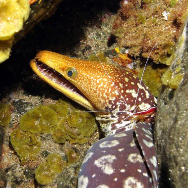 Kaplan moray