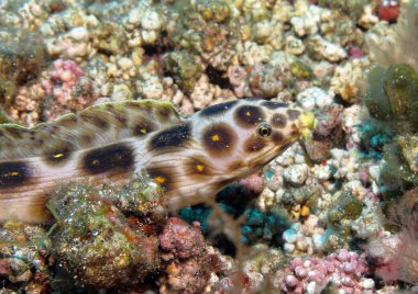 yılan yılan balığı