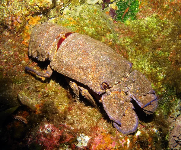 Kanariefågel toffel hummersoppa — Stockfoto