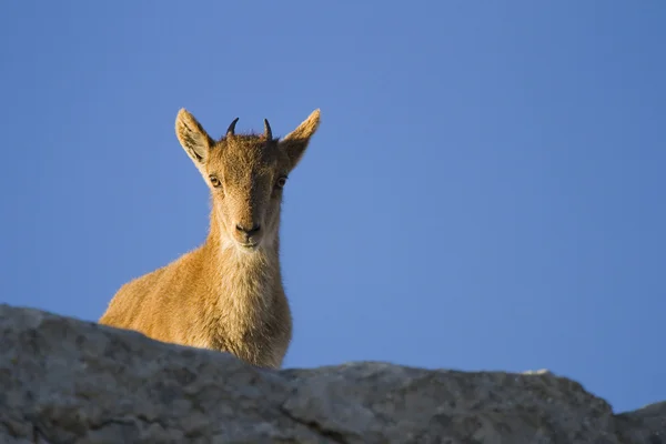 Iberian wild goat — Stock Photo, Image