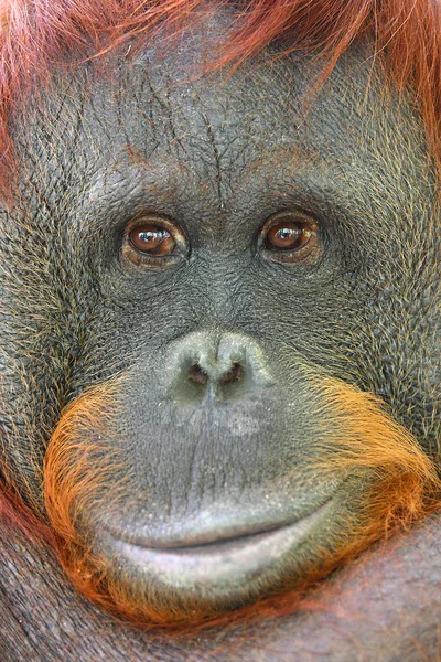 Orangutan — Stock fotografie