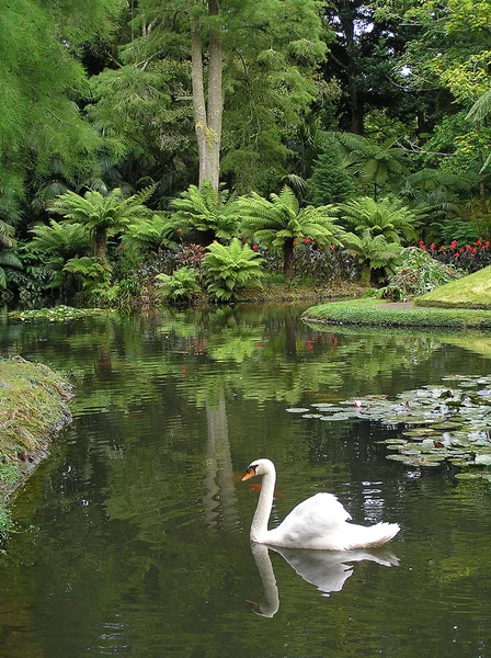 Jardín en Sao Miguel — Foto de Stock