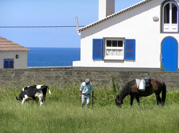 Agricultor em São Miguel — Fotografia de Stock