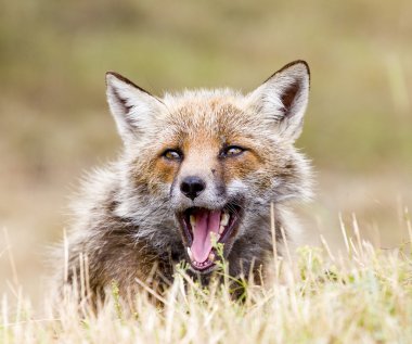 Etna fox