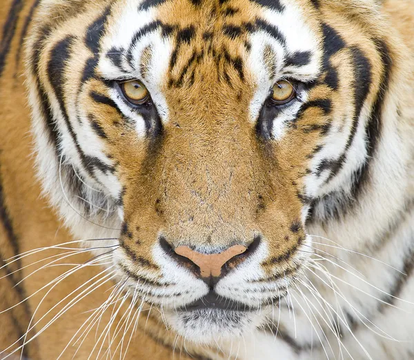 Tiger — Stock Photo, Image