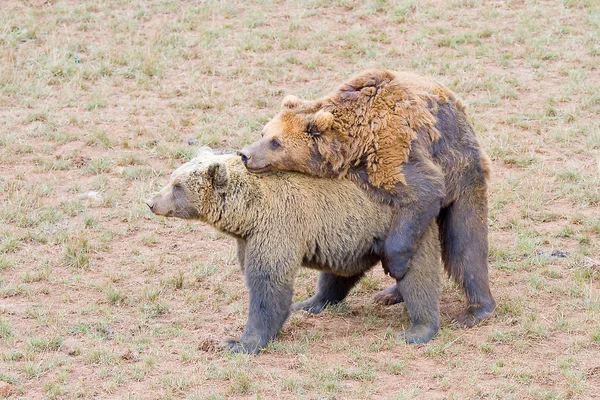 Bear copulation — Stock Photo, Image