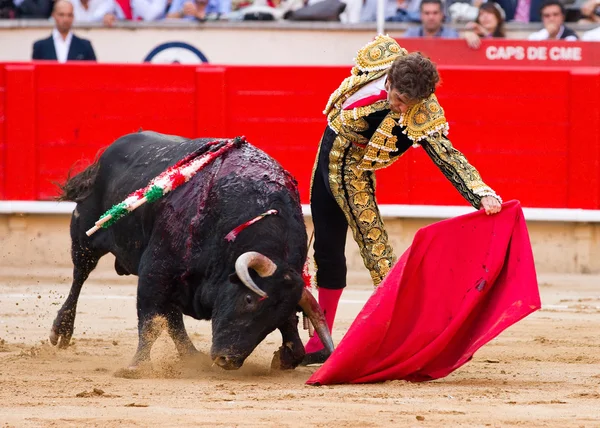 Barcelona'da Jose tomas boğa güreşi