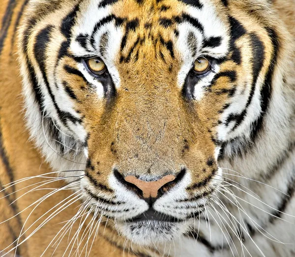 Tiger — Stock Photo, Image