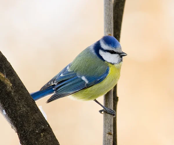 Μπλε Tit — Φωτογραφία Αρχείου