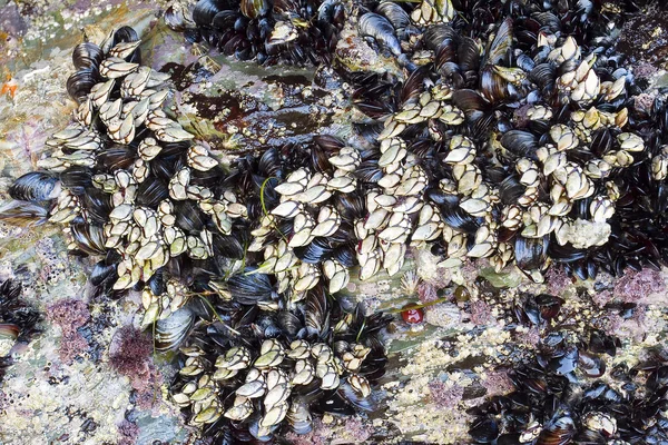 Goose barnacle — Stock fotografie