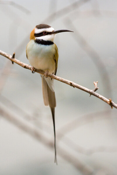 Bee eater