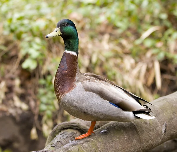 Mallard — Stock fotografie