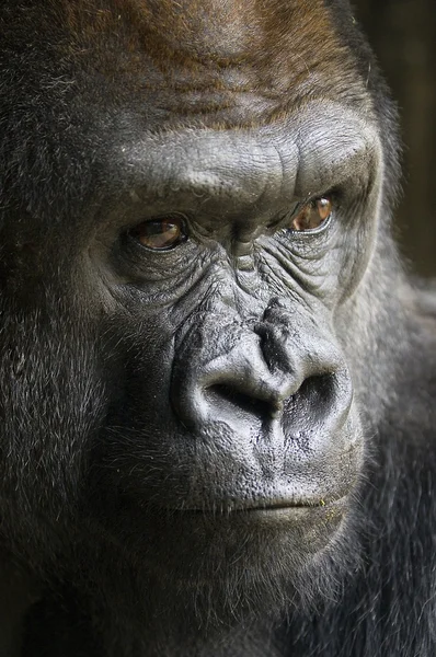 Gorilla — Stockfoto