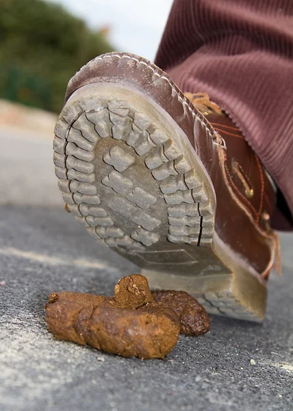 Dog crap — Stock Photo, Image