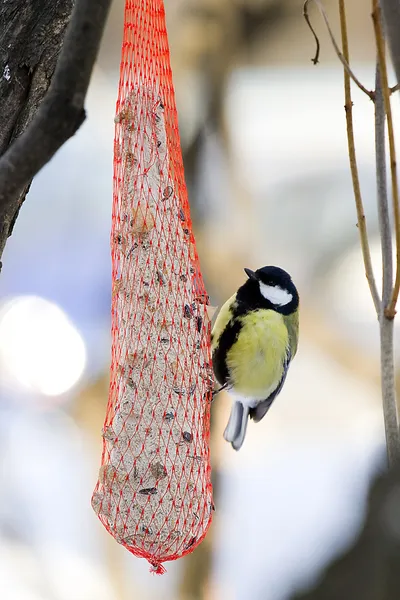 Great tit — Stock Photo, Image