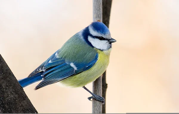 Μπλε Tit — Φωτογραφία Αρχείου