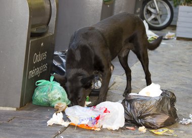 çöp yiyen köpek
