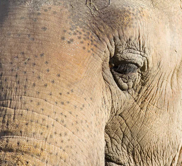 Elefant — Stockfoto