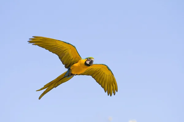 Blue and yellow macaw — Stock Photo, Image