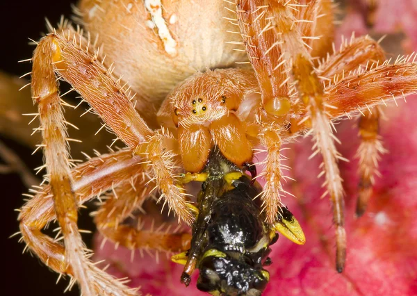 Aranha — Fotografia de Stock