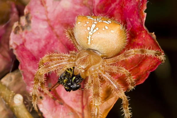 Aranha — Fotografia de Stock