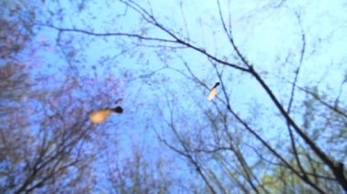 yavaş çekimde ağaçtan düşen yaprakları