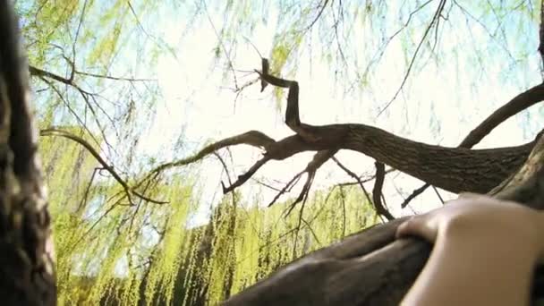 Mujeres apoyadas en el árbol al atardecer — Vídeo de stock