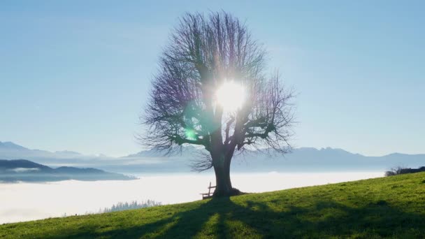 Beautiful Lonely Tree Landscape View — Stock video