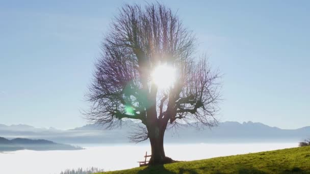 Beautiful Lonely Tree Landscape View — Stockvideo