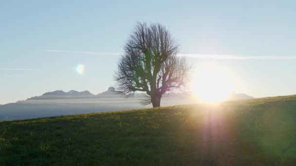 Beautiful Lonely Tree Landscape View — Stockvideo