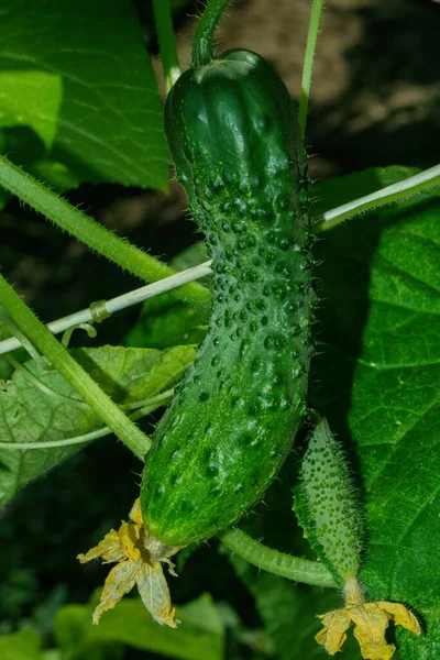 Pepino Latim Cucumis Sativus Cultivado Uma Forma Casa Verde Close — Fotografia de Stock