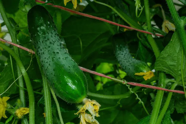Pepinos Latim Cucumis Sativus Cultivados Uma Casa Verde Maneira Closeup — Fotografia de Stock