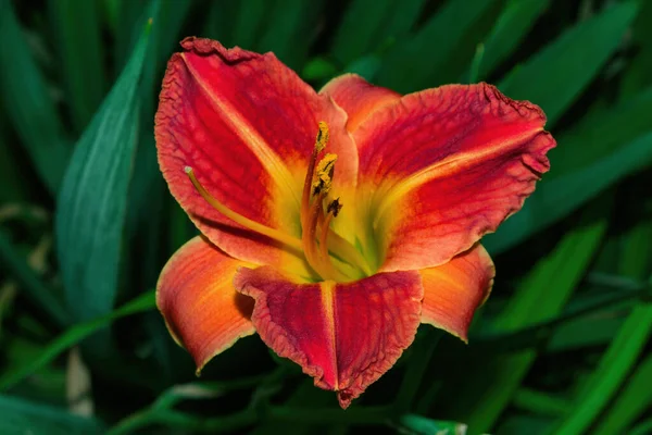 Daylily Latim Hemerocallis Fundo Folhas Verdes Flor Vermelho Amarelo Daylily — Fotografia de Stock