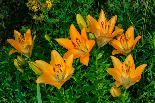 Цветочный Сад Beautiful Orange Lily Latin Lilium Close Seup Мягкая — стоковое фото