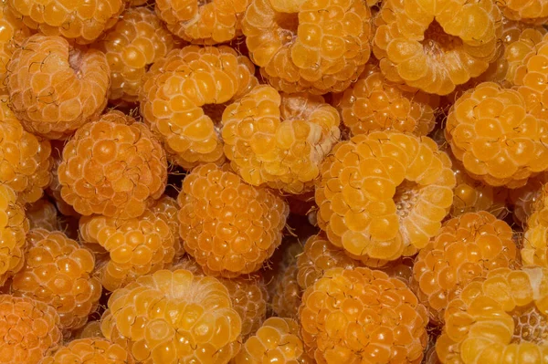 Himbeere Lateinisch Rubus Idaeus Nahaufnahme Gelbe Beere Hintergrund Textur — Stockfoto