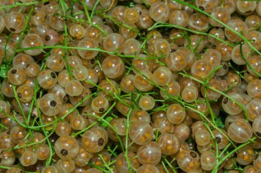 Böğürtlen arkaplan dokusu. ECO. Hafif frenk üzümü (Latince: Ribes rubrum - Beyaz Üzüm), kapat.