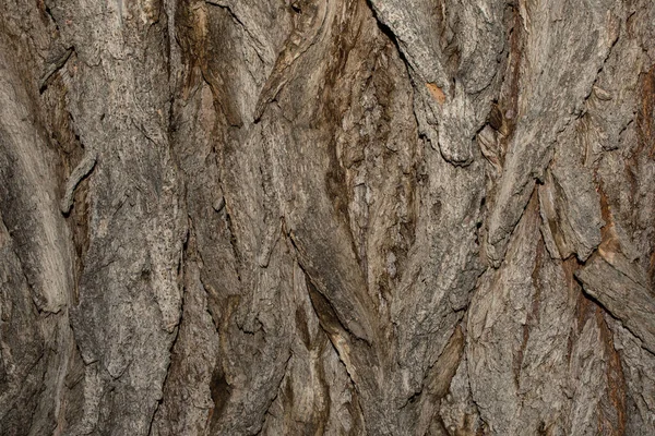 Corteza Árbol Cerca Textura Corteza Árbol Madera Vieja Fondo Texturizado —  Fotos de Stock