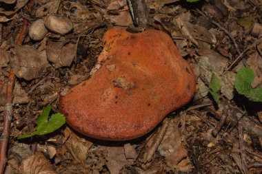 Meşe ormanında güzel bir mantar, yakın çekim. Biftek mantarı veya karaciğer mantarı (Latince: Fistulina hepatica).